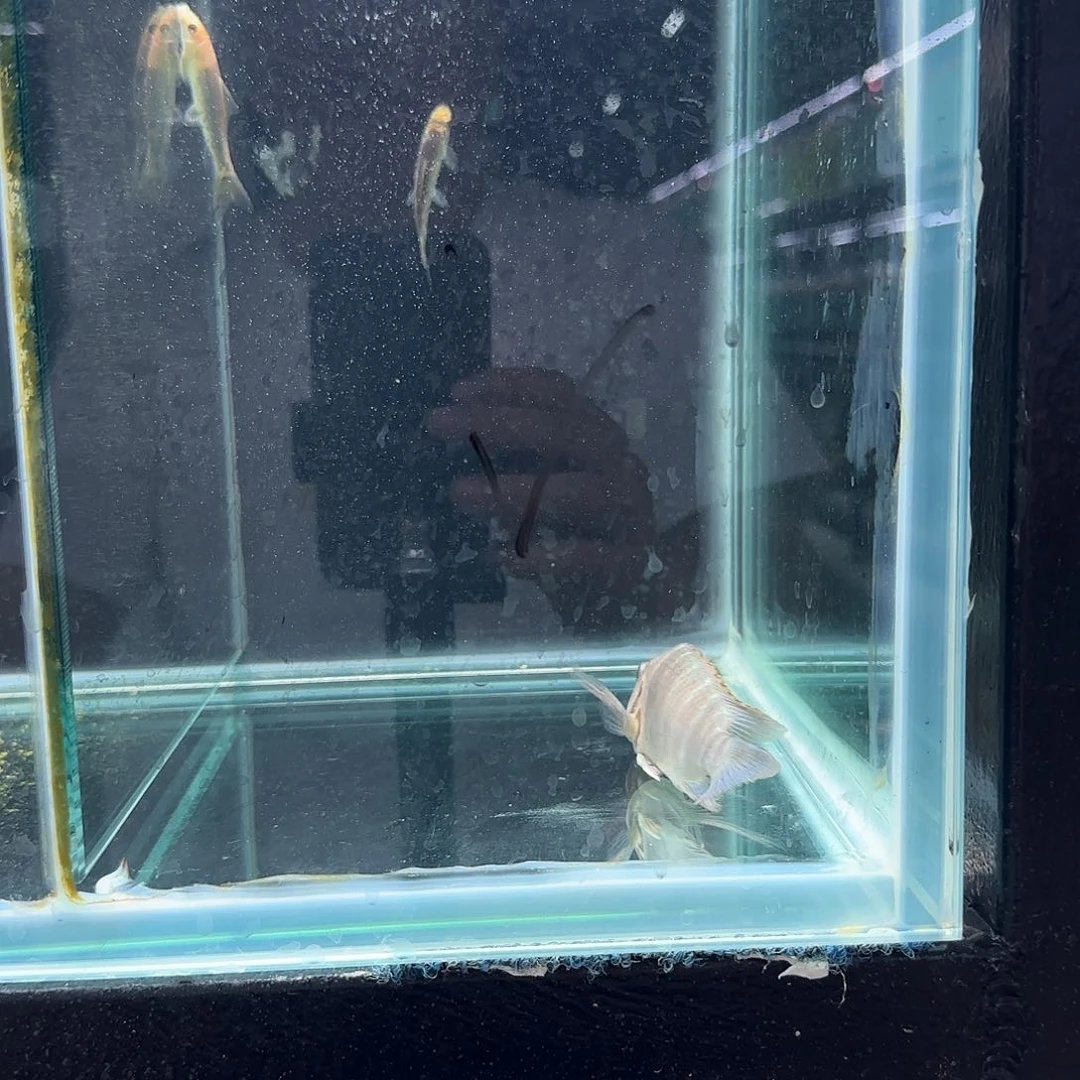 慈鲷振*1277号法姆拉