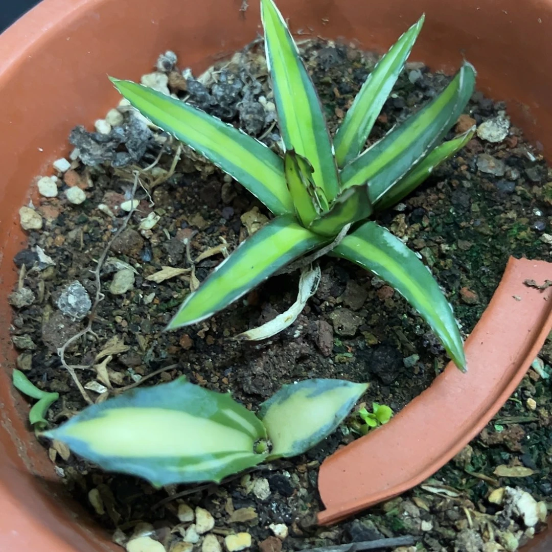 赤牙龙中斑屉之雪中斑植物