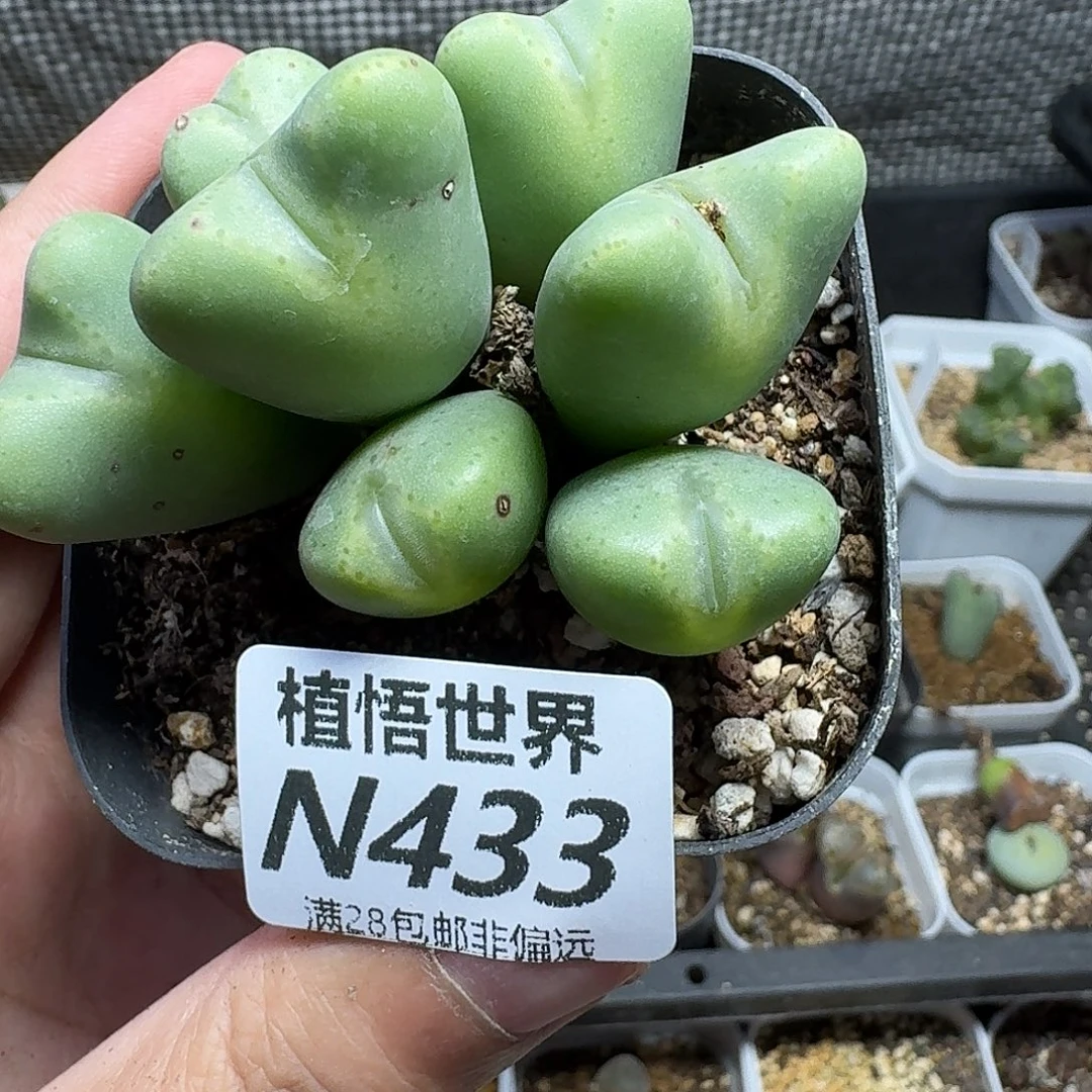 多肉植物的人fhhj