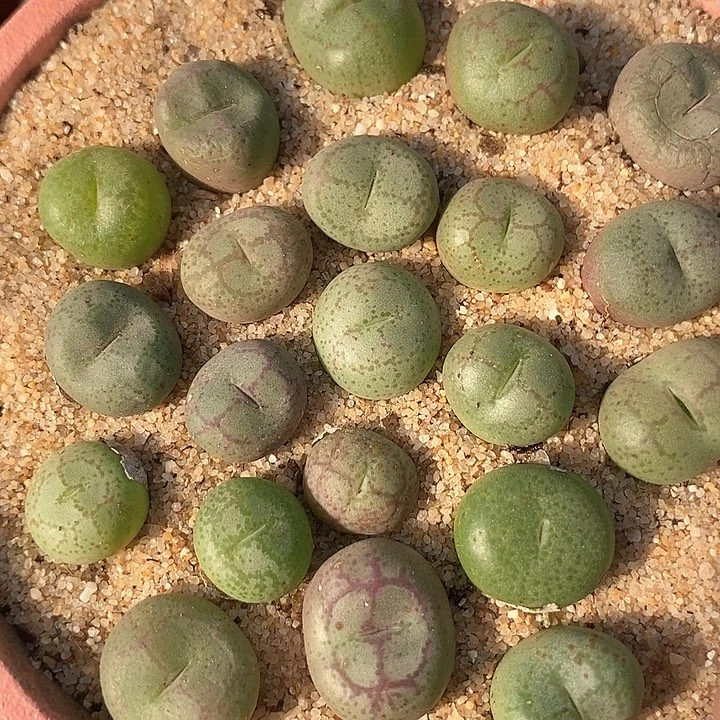 单头猴子一组两颗