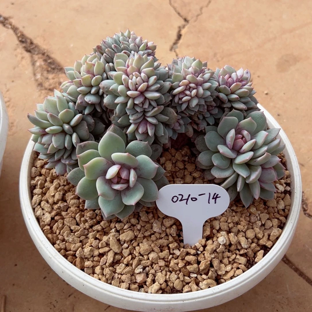 倩***肝0210-14戴露露缀