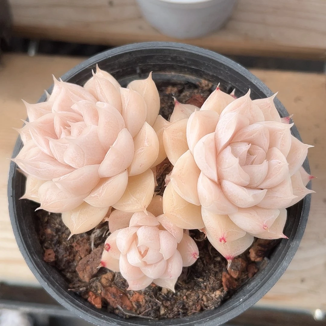 优选女王福利9250