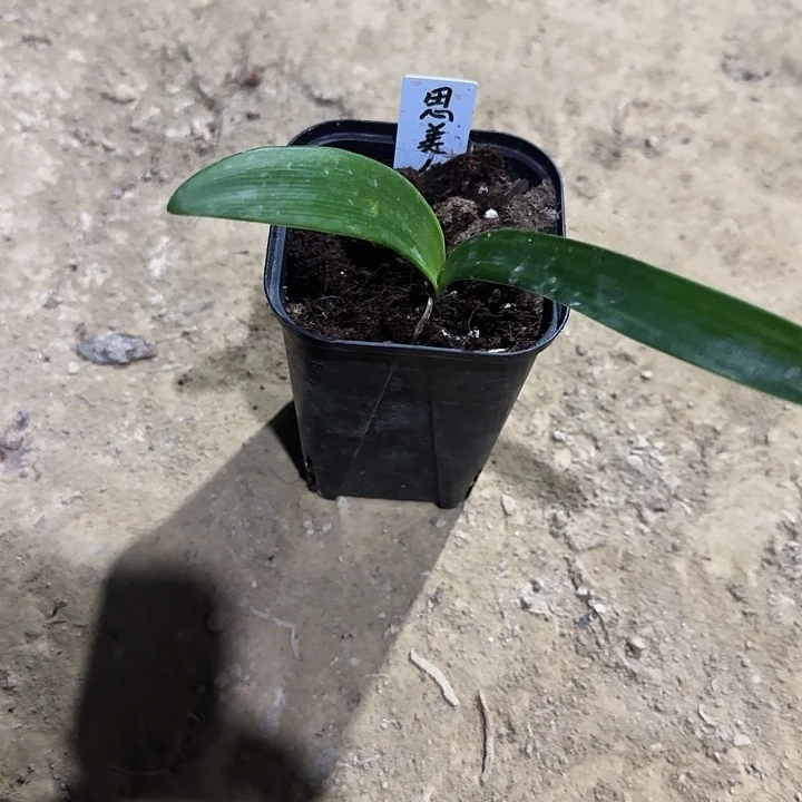思美人朱顶红一棵1.9  购买送喜羊羊苗子一棵1+