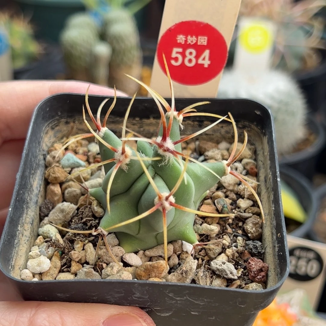 实生花刺春楼一棵仙人球