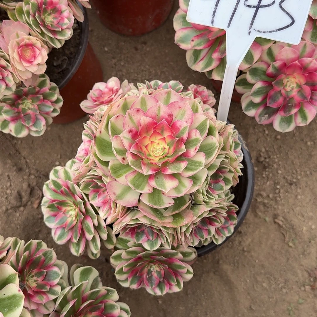 4143倾城多肉法师多肉法师