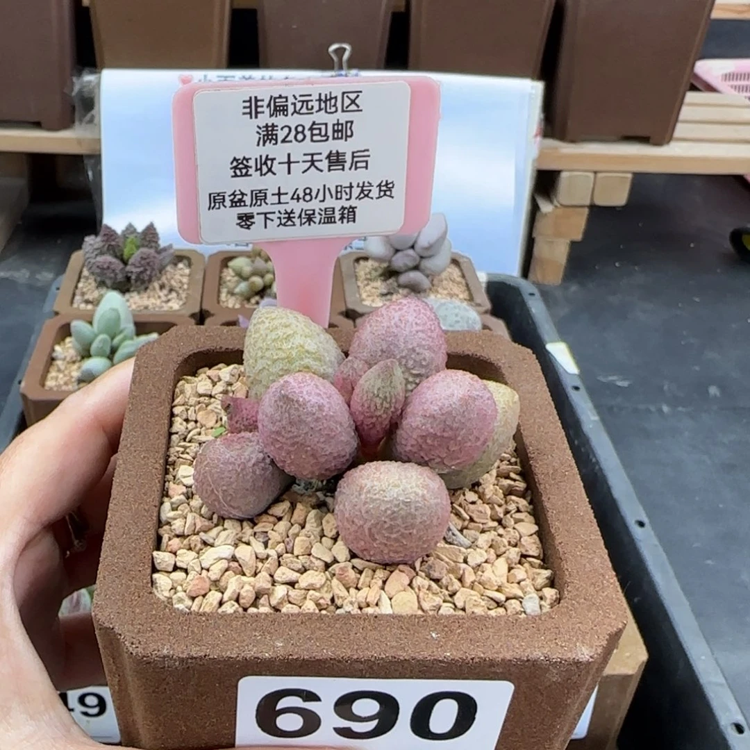 690服部多肉植物