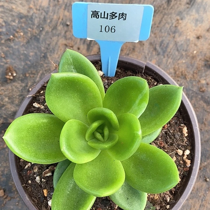 D106-直播福利 翠花