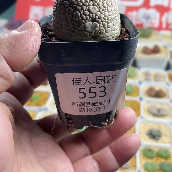 L***。佳人园艺博览会553