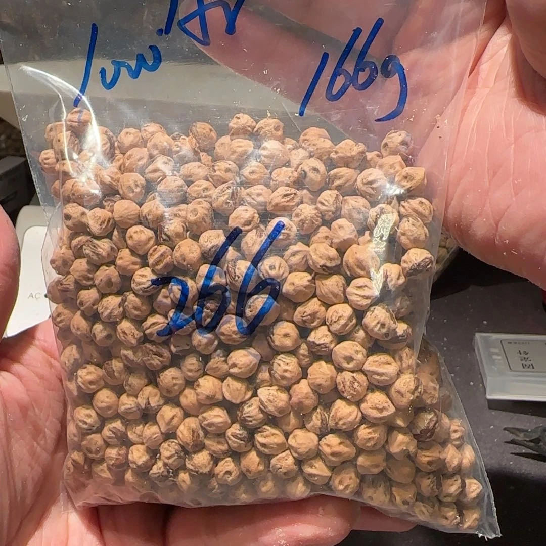 柏香籽/百香籽吊坠A****丿7.0 166g