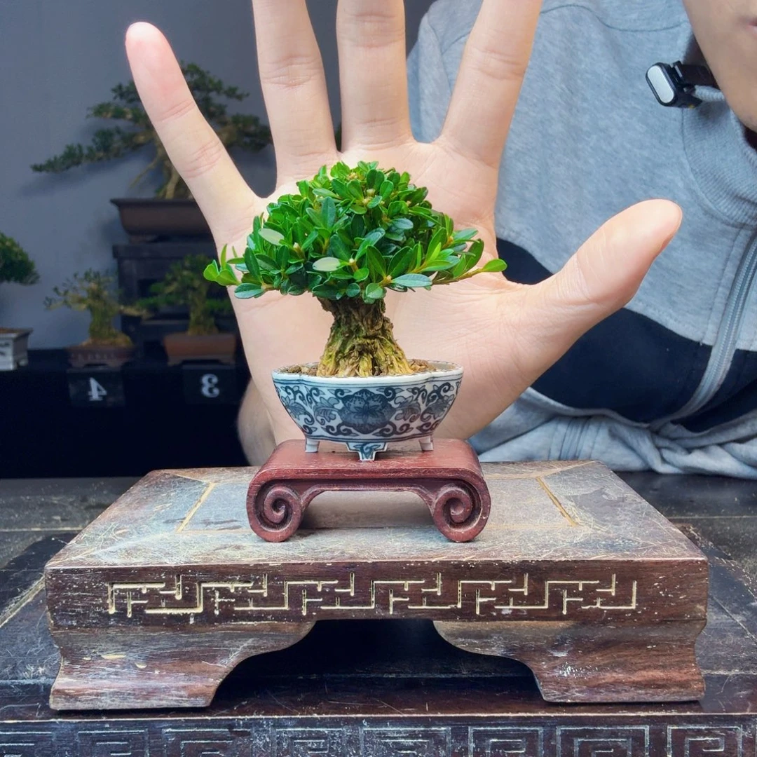 无花朵黄杨盆景一物一拍