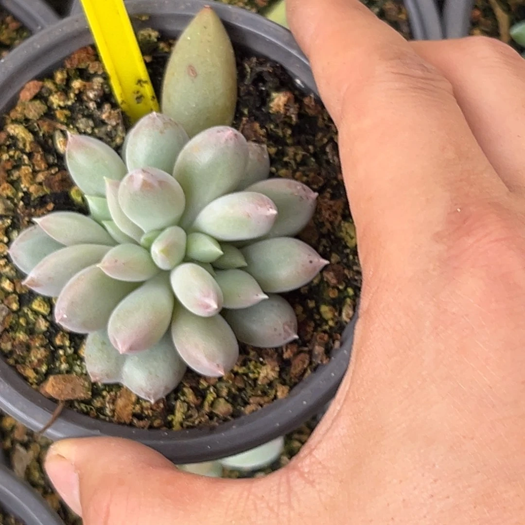 多肉植物海豚体哥特898