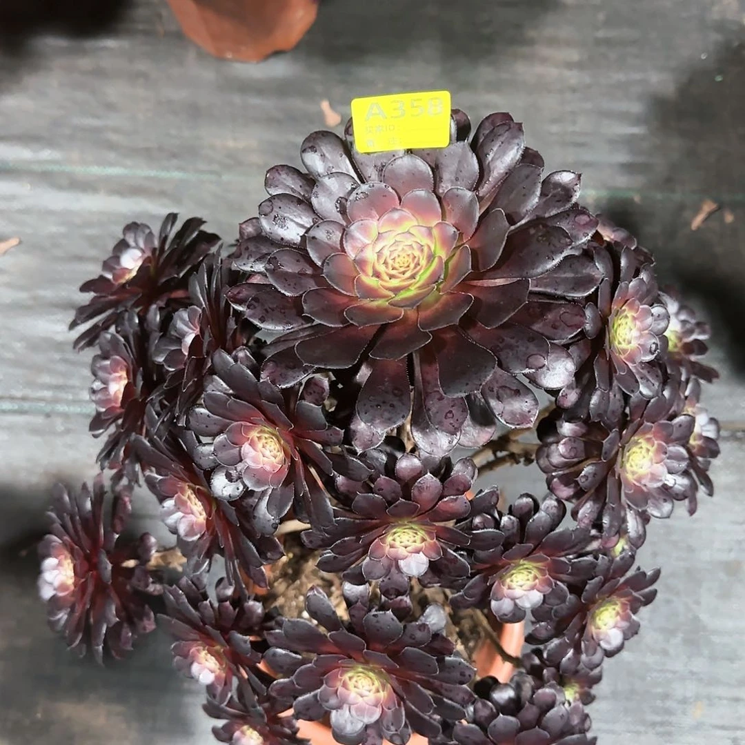 黑铜壶法师多肉植物358