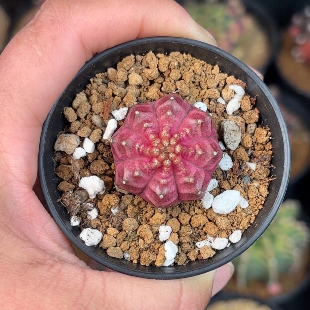 泰系米哈仙人球下播福利200