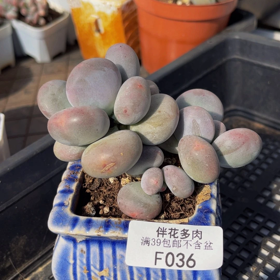 036-黄金大叶奶酪多肉7cm