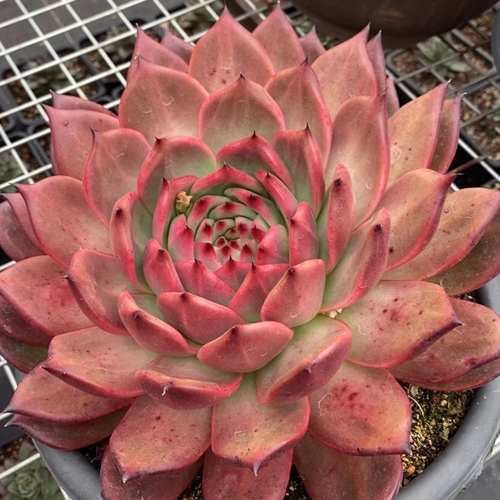 D377- 直播福利 菩萨