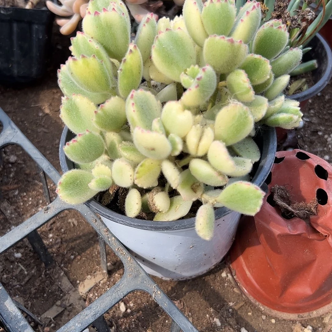 多肉植物白熊群生
