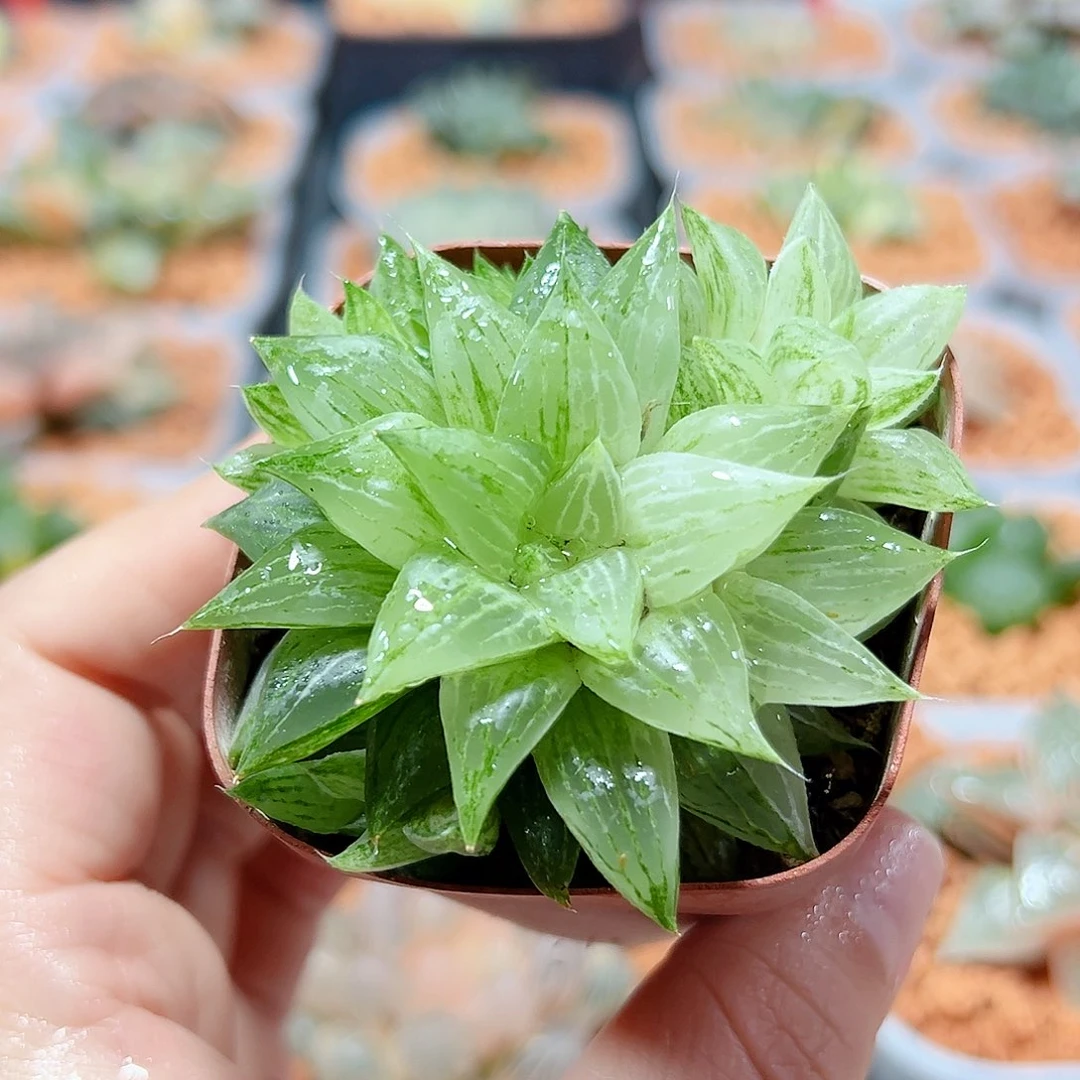 十二卷多肉元祖冰沙糖