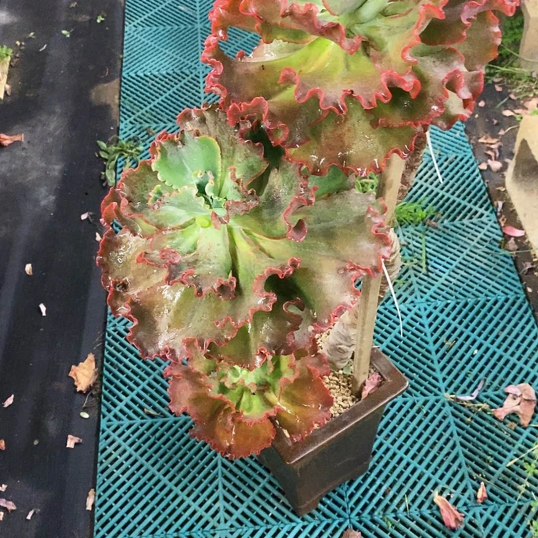 茗***宠老桩爱丽斯多肉带盆