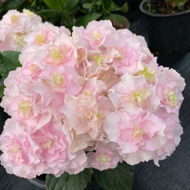 【恋心】2加仑 绣球花