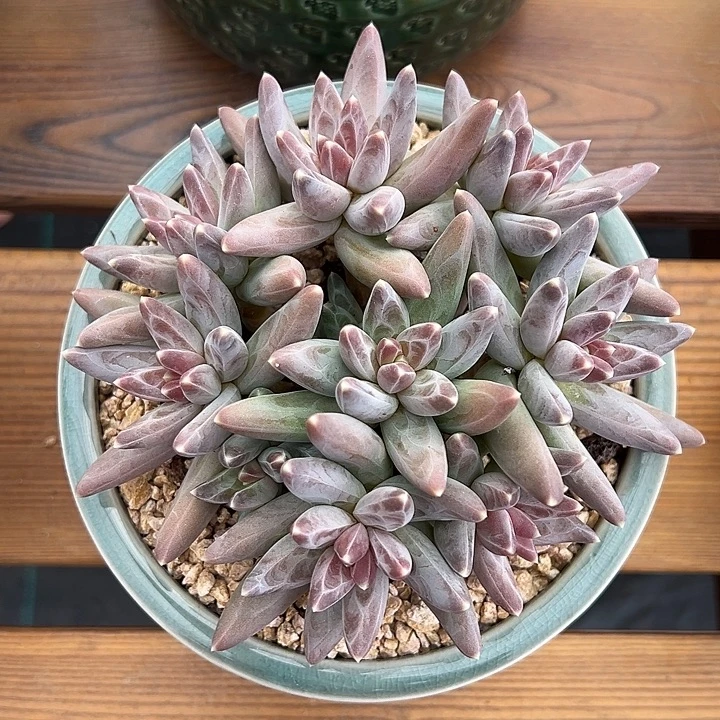 凤羽美人，一物一拍