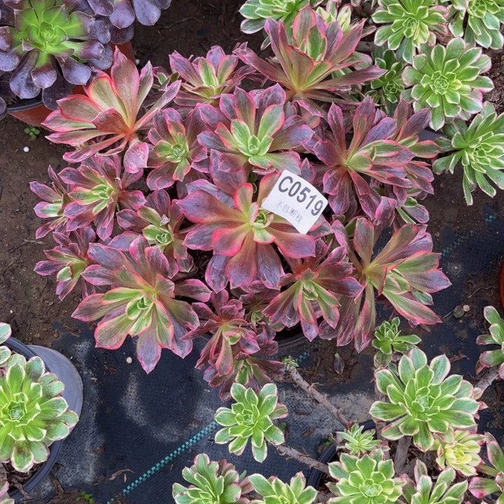 519白婚纱多肉法师不包断枝