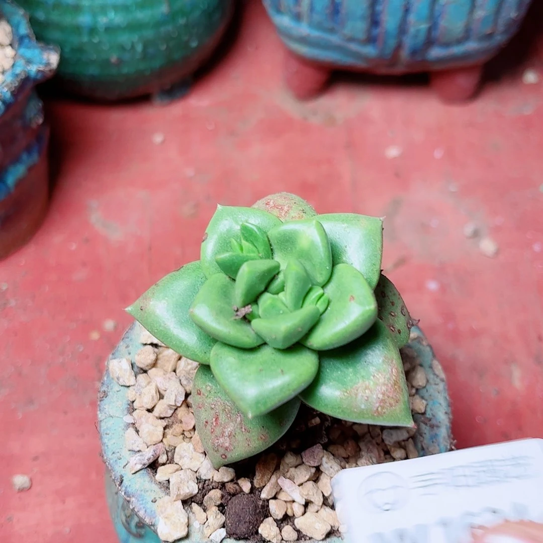 1624青冈苹果叶多肉