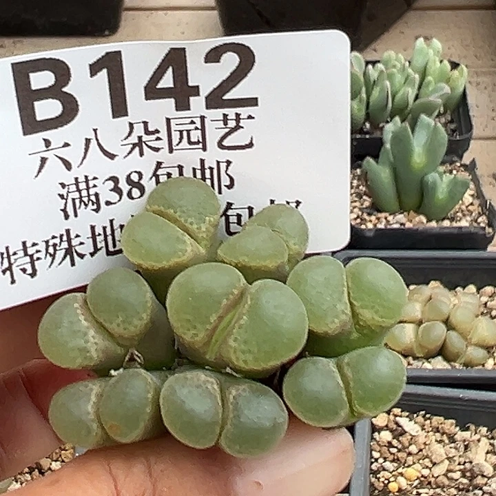 无花朵142号散群特价风铃