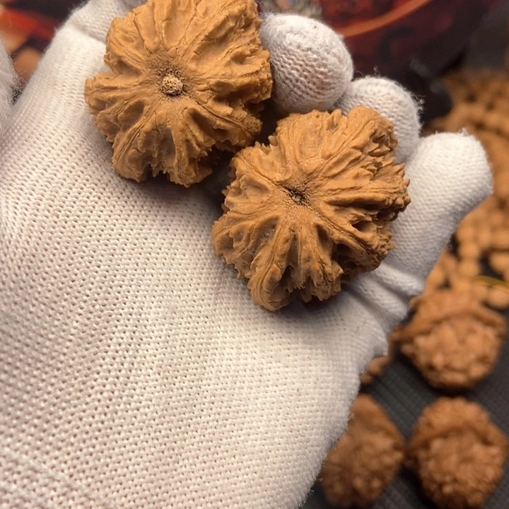 石*坚秦岭老刺灯笼核桃