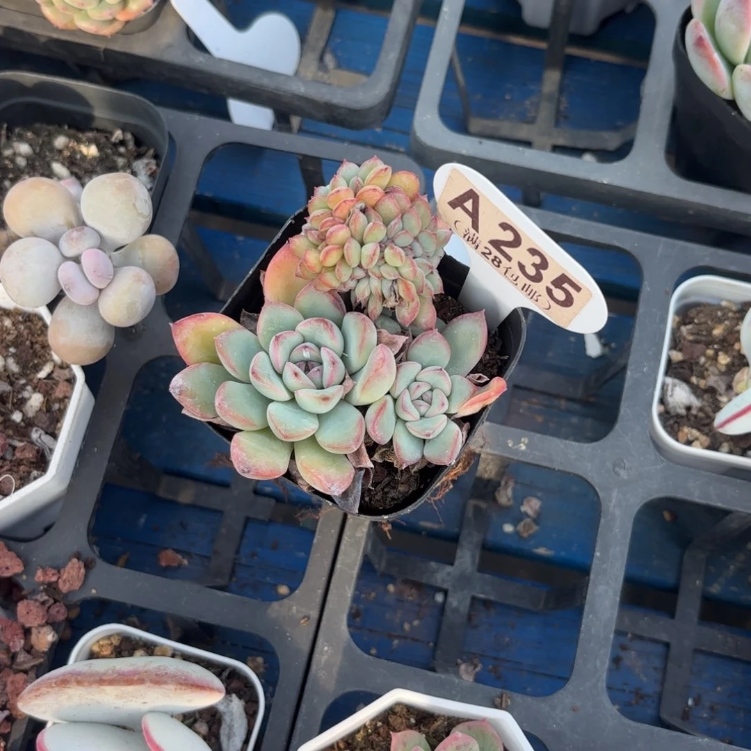 妍****A235荷花缀一物一拍