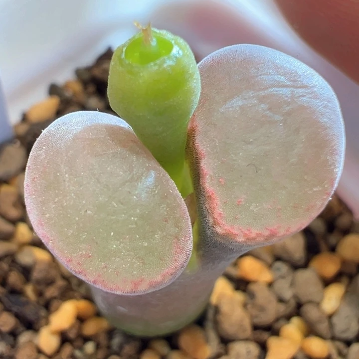 41。 Pnsp 长腿福利