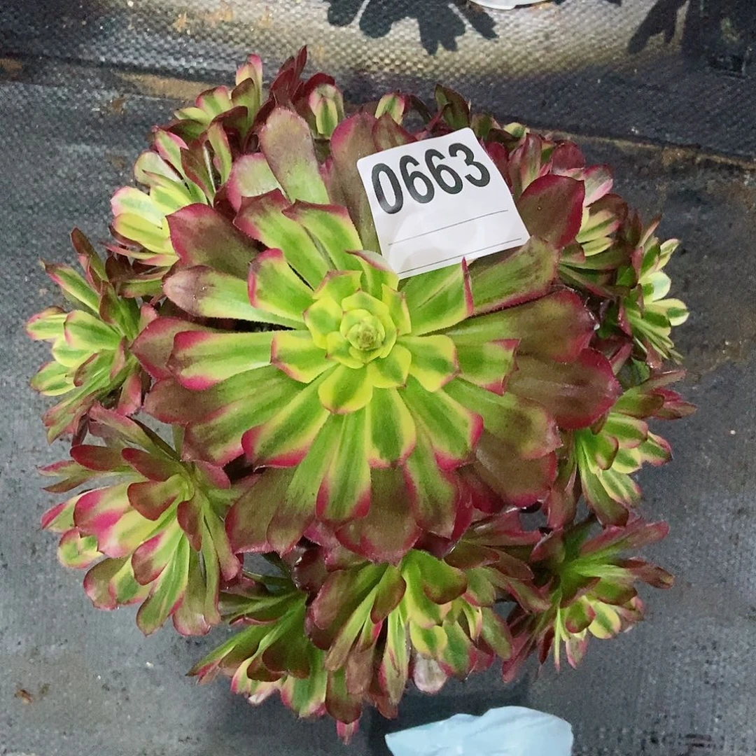 红陶0663维纳斯3多肉