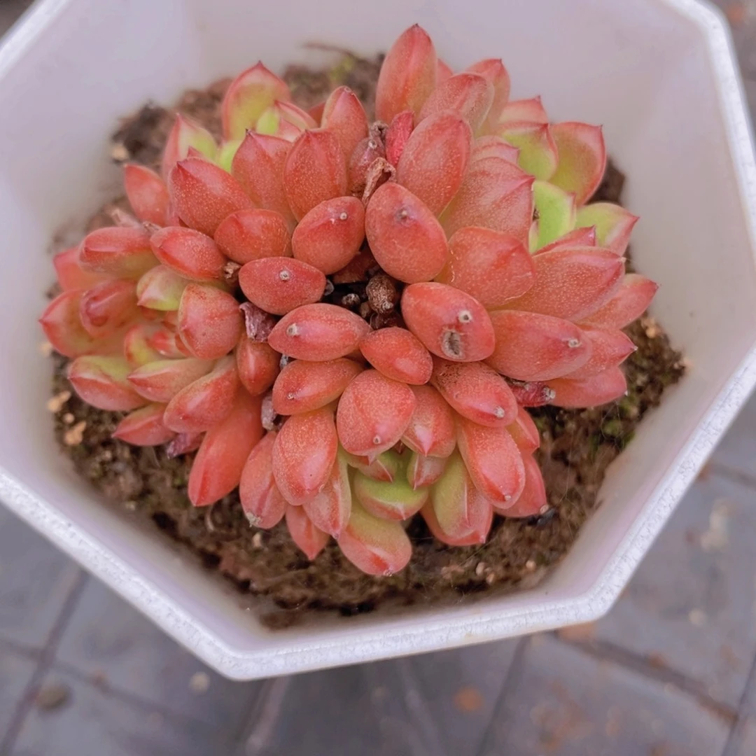 红宝石5cm多肉植物