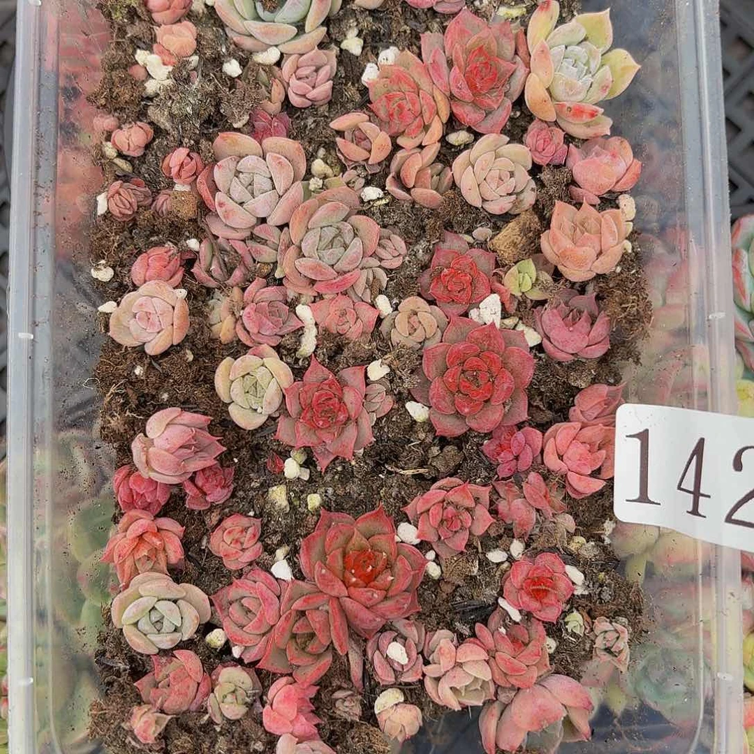 多肉植物多肉植物142