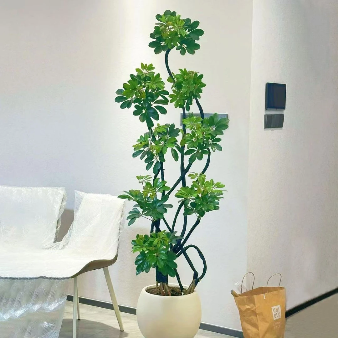 【猛男园艺】鸭脚木大型落地盆栽老桩绿植造型八方来财室内懒人绿植