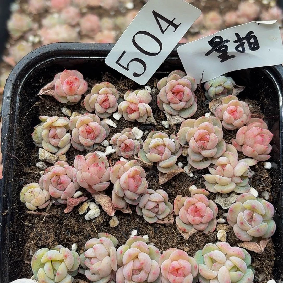 多肉植物多肉植物504量拍