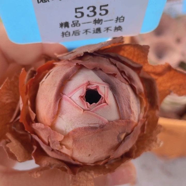 山地玫瑰535裸根发货不售后