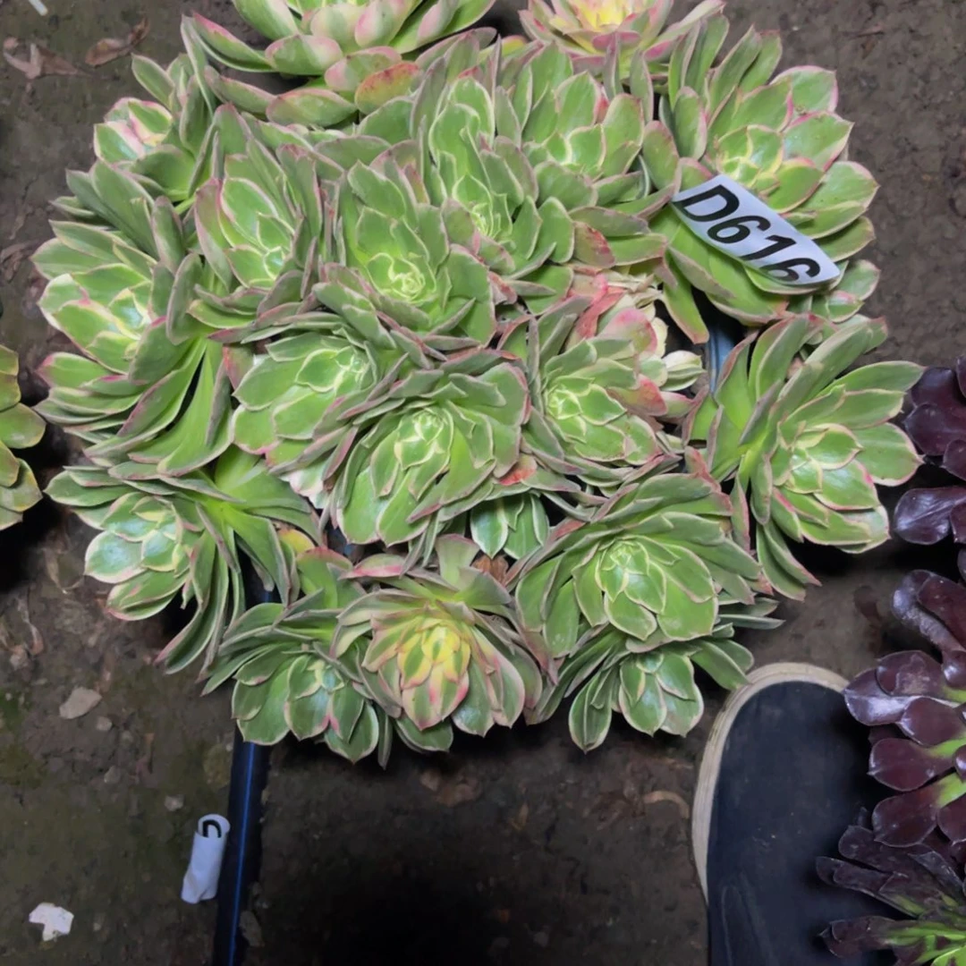 海燕法师26//////23包邮