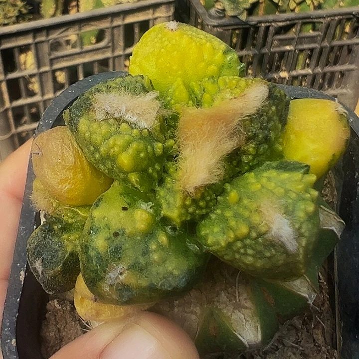 无花朵散班花锦大尤哥斯拉牡丹锦750