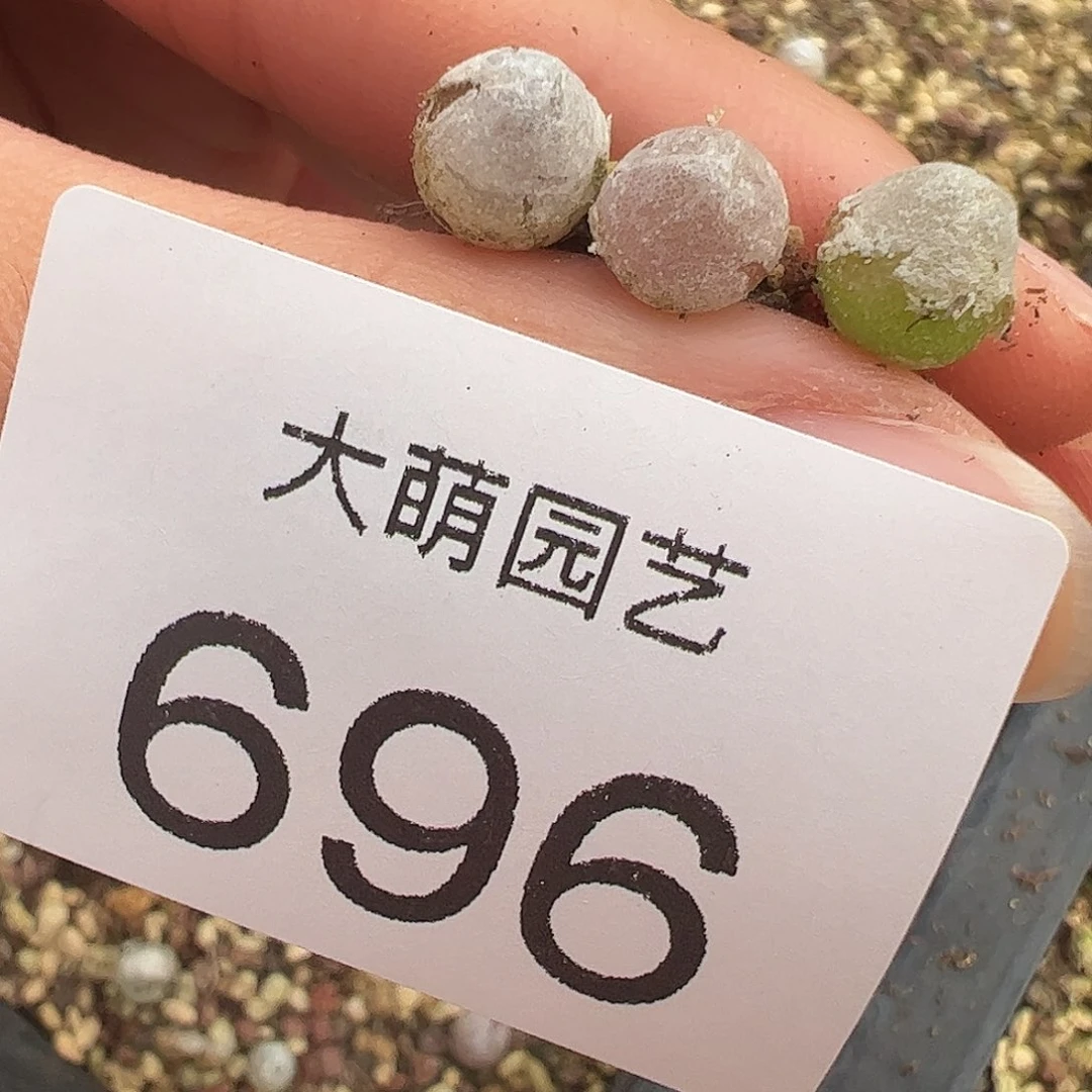 量拍以下1颗哈默灯泡。696