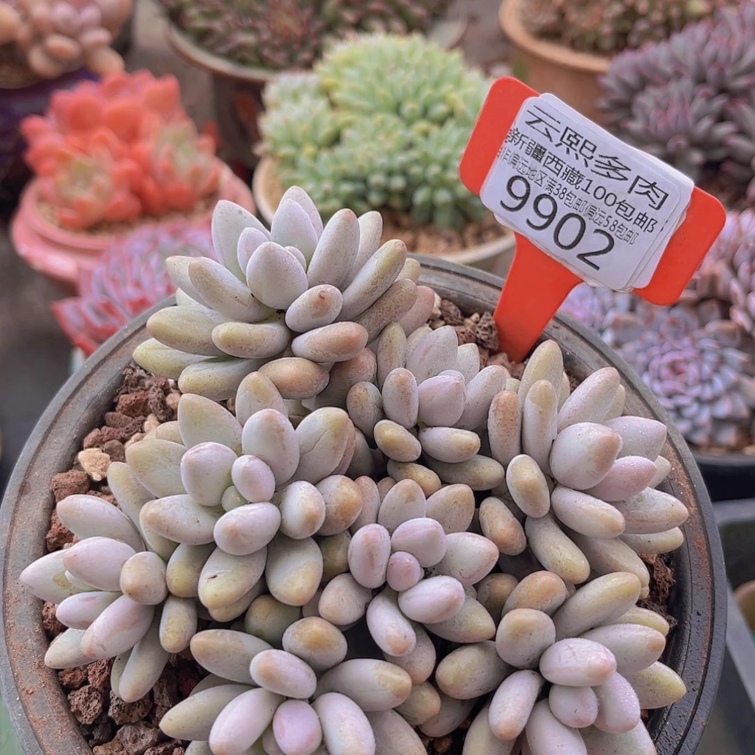 9902粉色恋人多肉植物