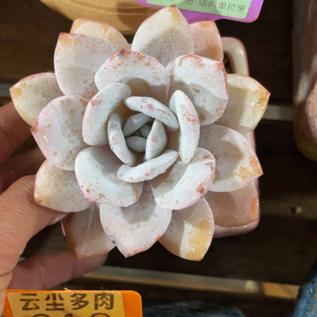 云尘多肉一物一拍不含盆