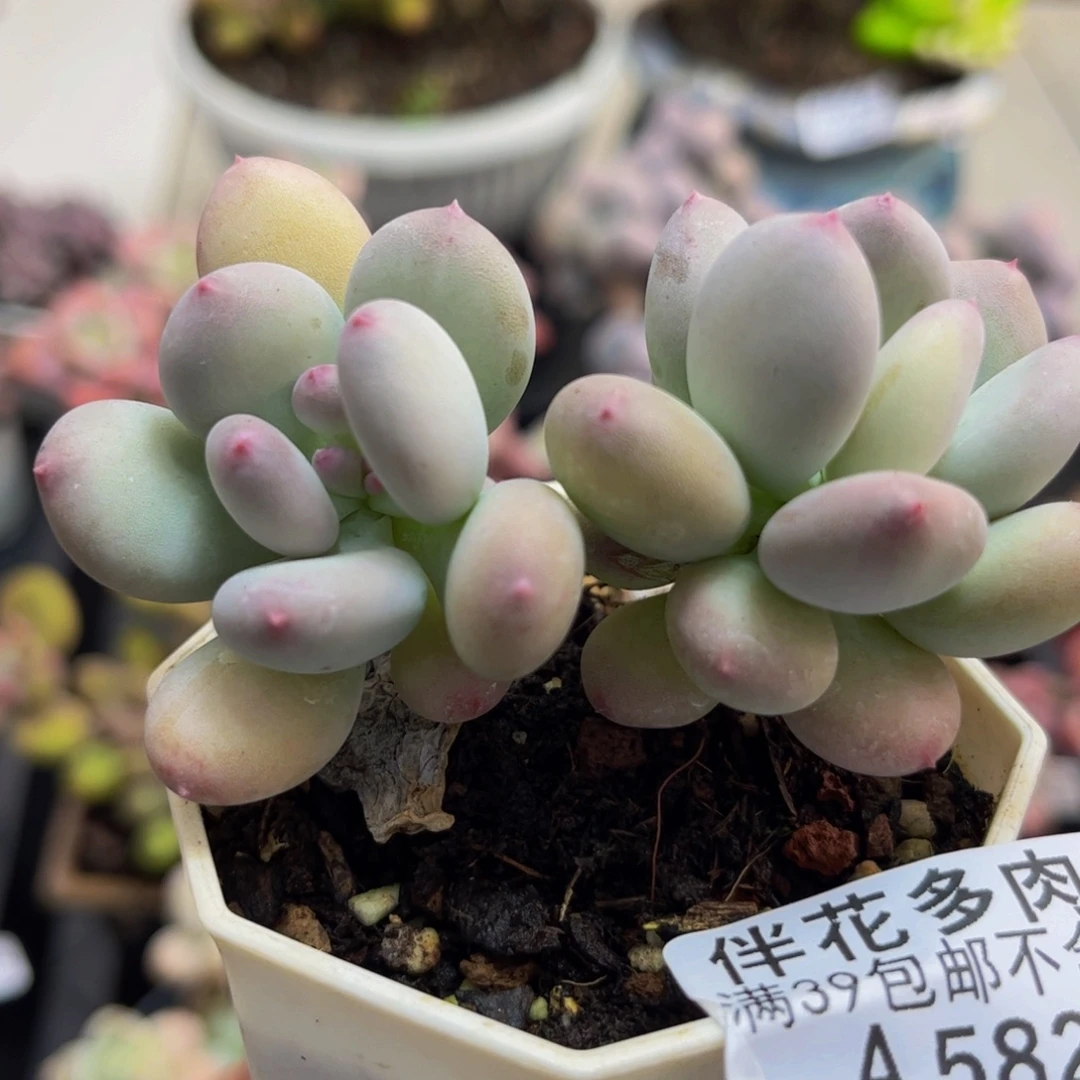582/5cm苹果奶多肉植物