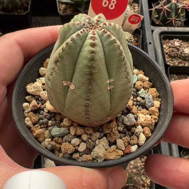输入老斑白肌神玉布纹球4.1cm