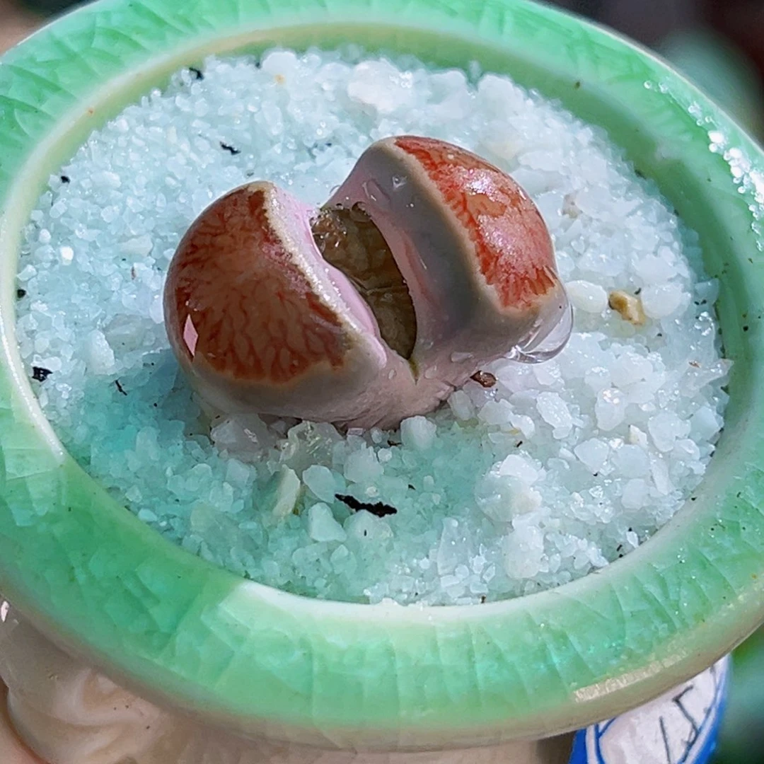 022红窗菊连盆带土包邮