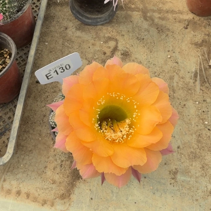 短毛7号群E130福利