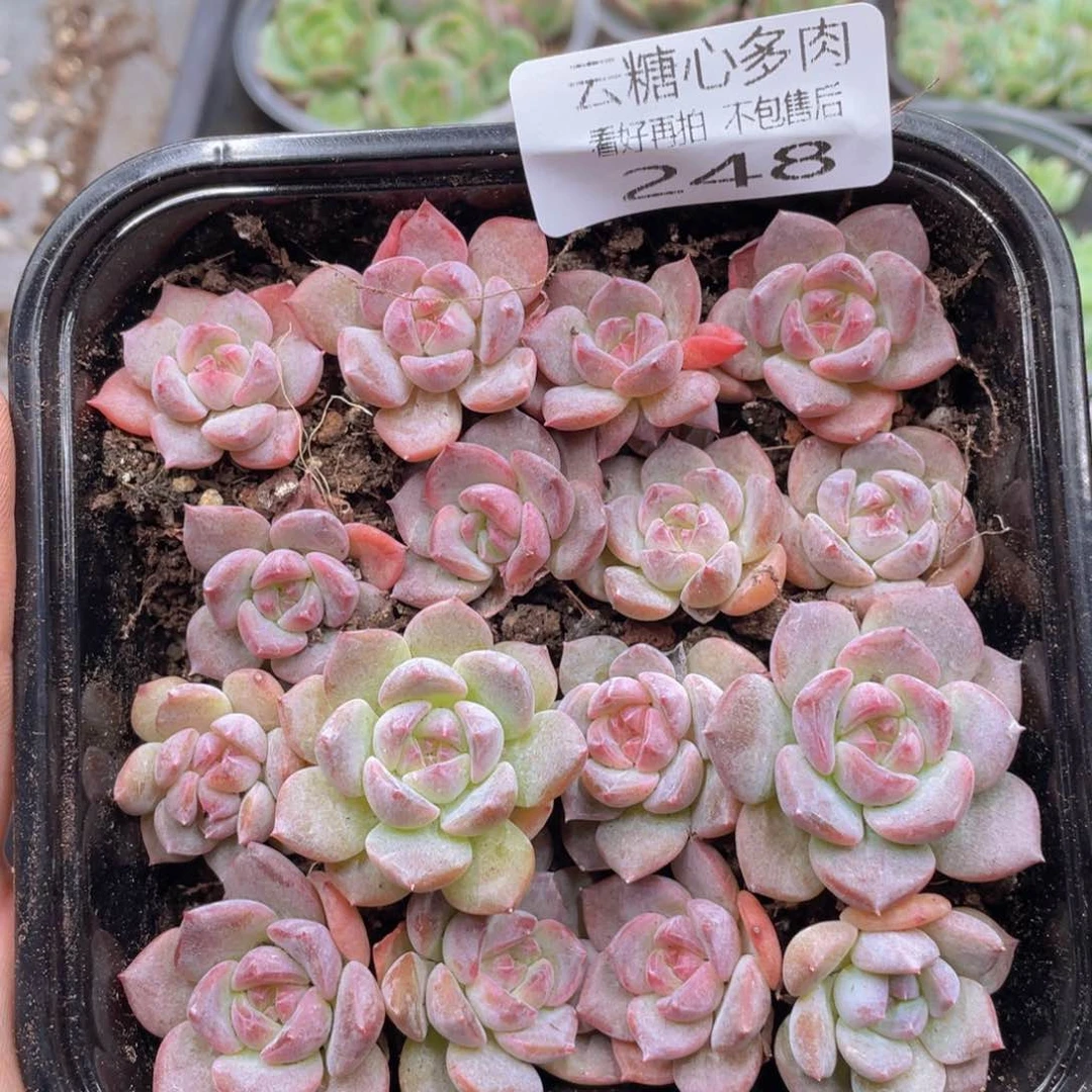 云糖心多肉植物248