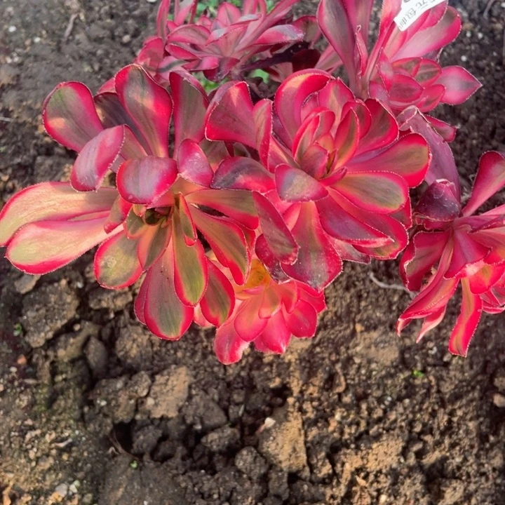 为**醉35烈焰砍头12345688多肉