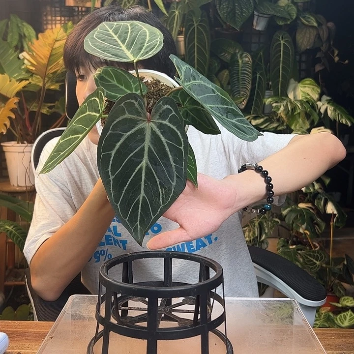 乐***妈完全开放一物一拍Q124
