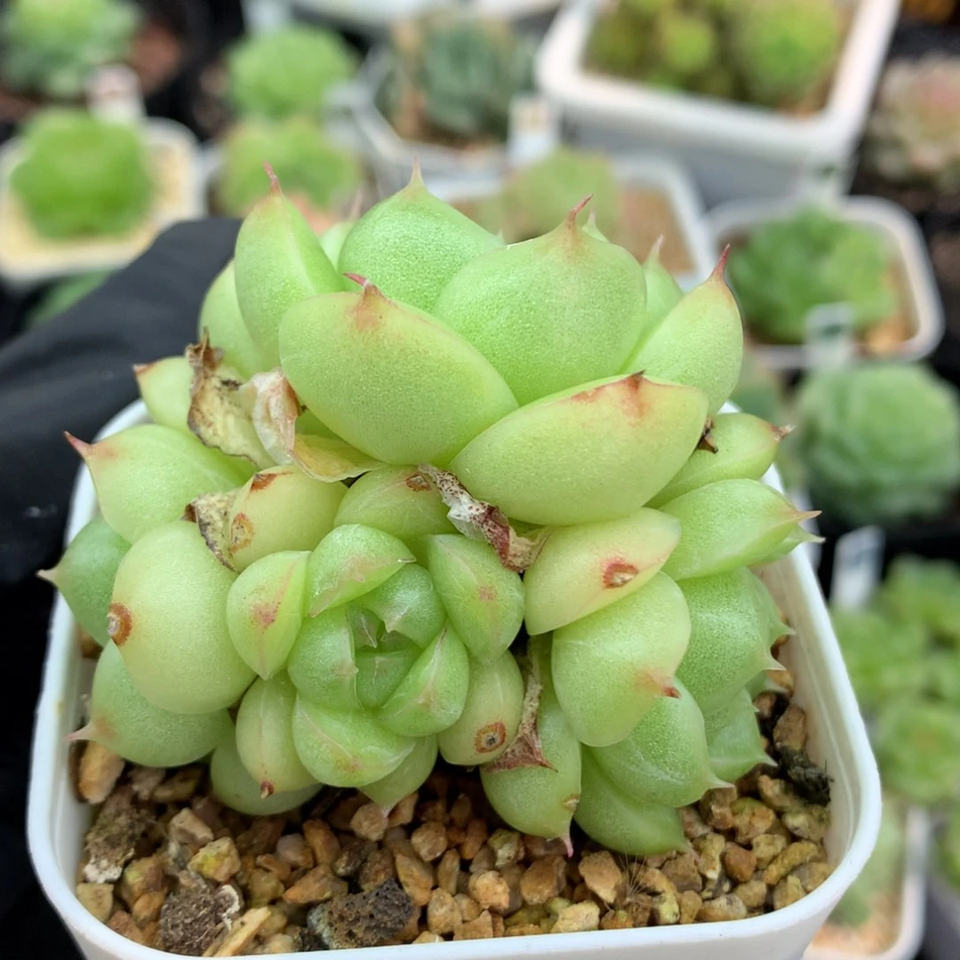 58包邮  群生不包整麦秆60