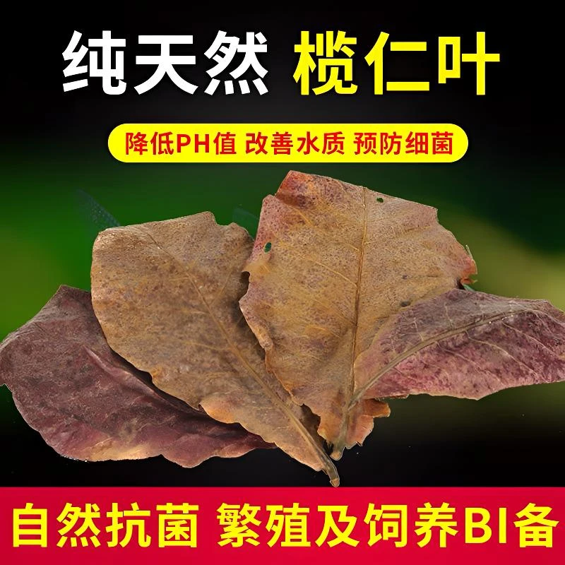 斗鱼调节水质专用榄仁叶小型热带鱼乌龟虾改善净化水质降酸ph值